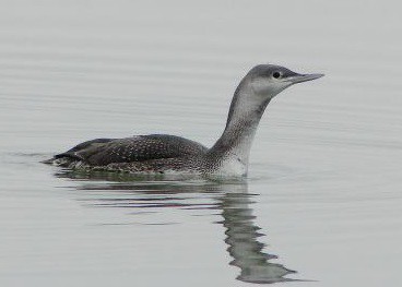 Potáplice malá (Gavia stellata)
